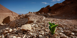 Ein Gedi