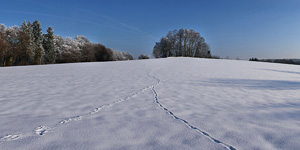 Snowy Landscape