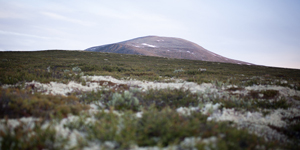 Rondane