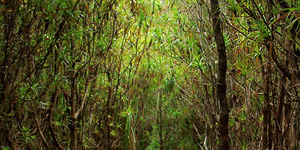 Tasmanian forest
