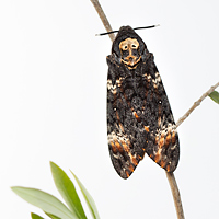 Death's head hawkmoth