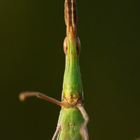 Acrida ungarica