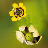 Summer pheasant's-eye