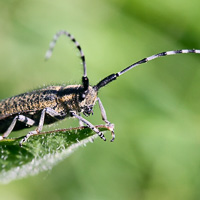 Longhorn beetle