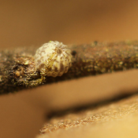 Green-brindled Crescent