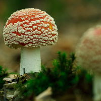 Amanita muscaria