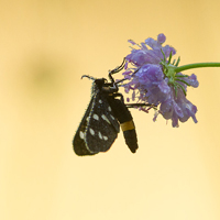 Nine-spotted moth