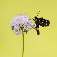 Nine-spotted moth