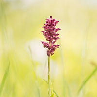 Bug orchid