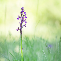 Green-winged orchid