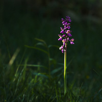 Green-winged orchid