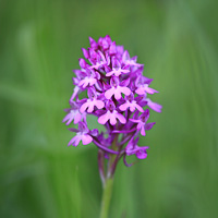 Pyramidal Orchid