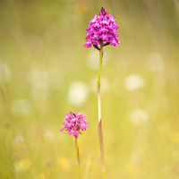 Pyramidal Orchid