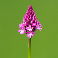 Pyramidal Orchid