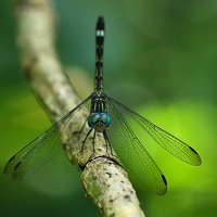 Dragonfly