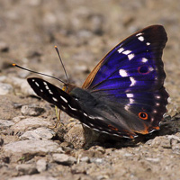 Lesser Purple Emperor