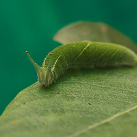 Purple Emperor