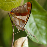 Purple Emperor