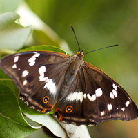 Purple Emperor