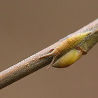 Purple Emperor