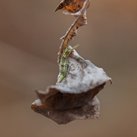 Purple Emperor