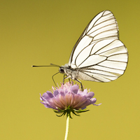 Black-veined white