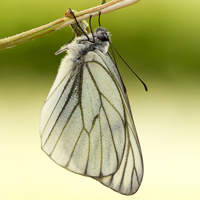 Black-veined white