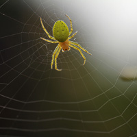 Cucumber spider