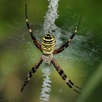 Wasp spider