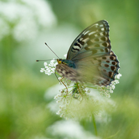 Argynnis paphia valesina