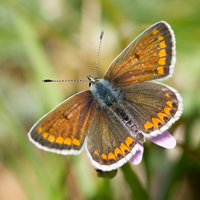 Brown argus