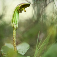 Arisarum