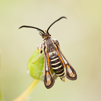 Bembecia albanensis