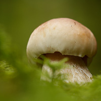 Boletus edulis