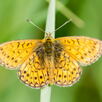 Bog fritillary