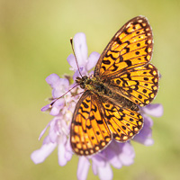 Small Pearl-bordered Fritillary