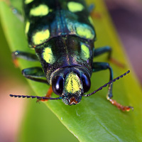 Buprestid beetle