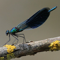 Banded Demoiselle