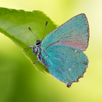 Green hairstreak