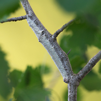 Blue underwing