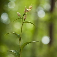 Cephalanthera damasonium