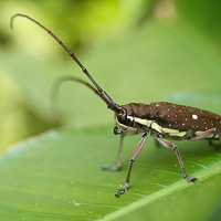 Longhorn beetle