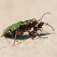 Cicindela campestris