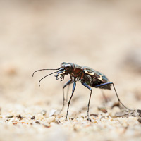 Cicindela sylvatica