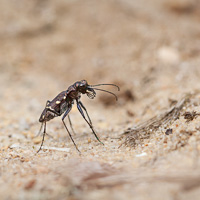 Cicindela sylvatica