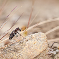 Cicindela sylvatica