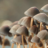 Coprinellus disseminatus