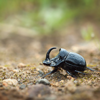 Male dung beetle