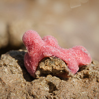 Pink sponge crab