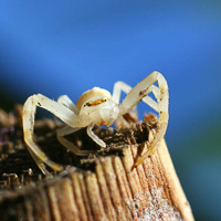 Crab spider